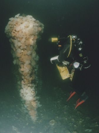 The knife-edge bow of submarine L26 at 175 feet, St. Marg... by Michael Grebler 