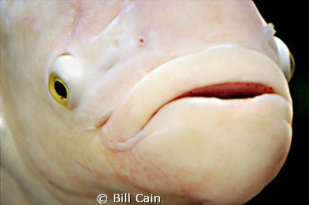 Taken at Shark Reef, Mandalay Bay, las Vegas by Bill Cain 