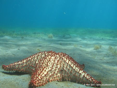 sea star in the blue, free diving by Alex Zeni 
