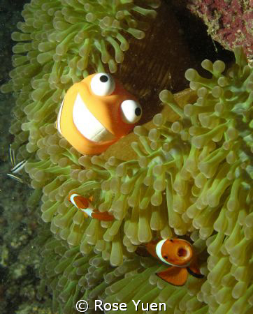 Poppy (my scuba pet) visits his relatives and they are "s... by Rose Yuen 