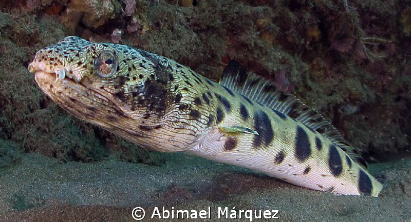 Spotted Snake Eel by Abimael Márquez 