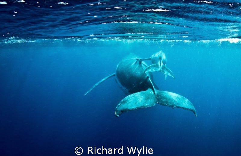 Mother and calf pair taken in vava'u, Tonga - this timid ... by Richard Wylie 