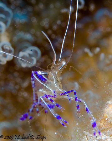 This was taken in the Exumas with Canon 20D Ikelight DS 1... by Michael Shope 