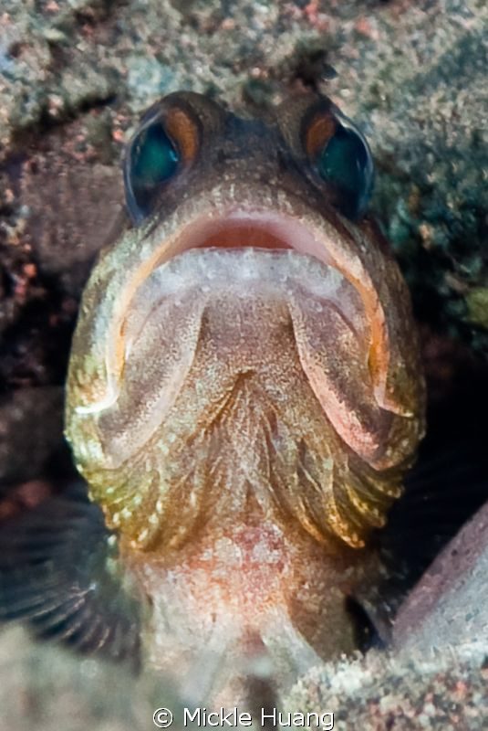 SINGING
Shrimp Goby
Seraya Bali
 by Mickle Huang 