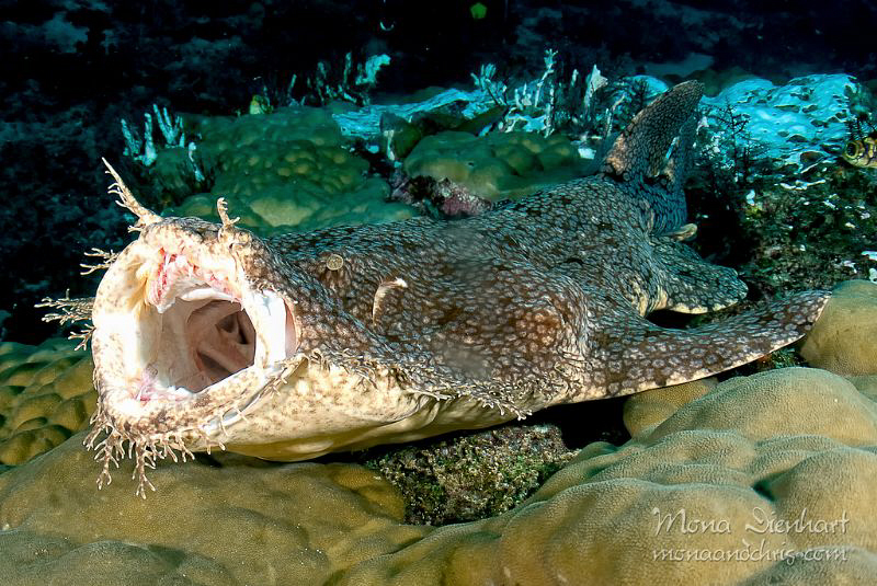 I DO have teeth!!!
This was my lucky moment during my RA... by Mona Dienhart 
