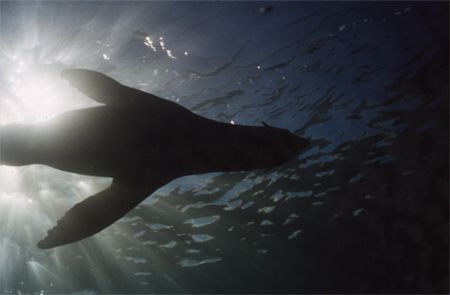 Playful seal entertaining us while freediving in the Kapi... by Quentin Long 
