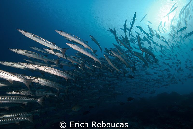 Barracuda show, early morning in Sipadan by Erich Reboucas 