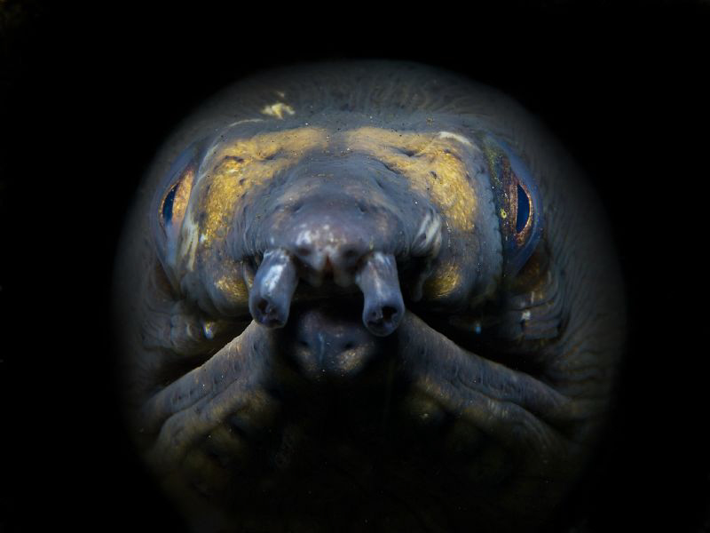 ....from the darkness... by Alex Varani 