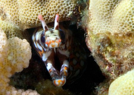 Dragon Moray, Hawaii. D-100 by Andy Lerner 