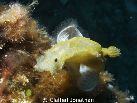 Doris géante  - Giant doris -
Hypselodoris picta picta
... by Giafferi Jonathan 