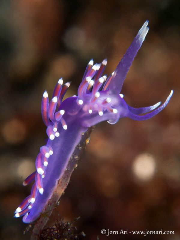 Flabellina pedata by Jorn Ari 