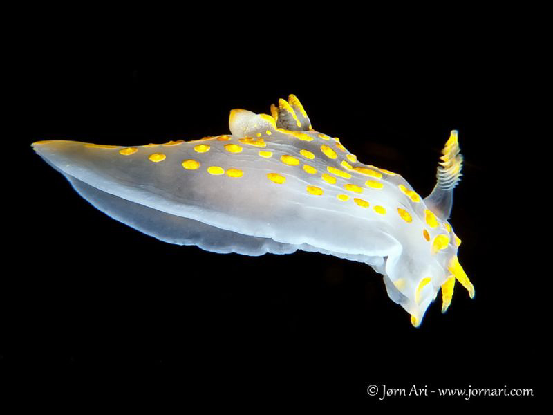 Polycera quadrilineata by Jorn Ari 