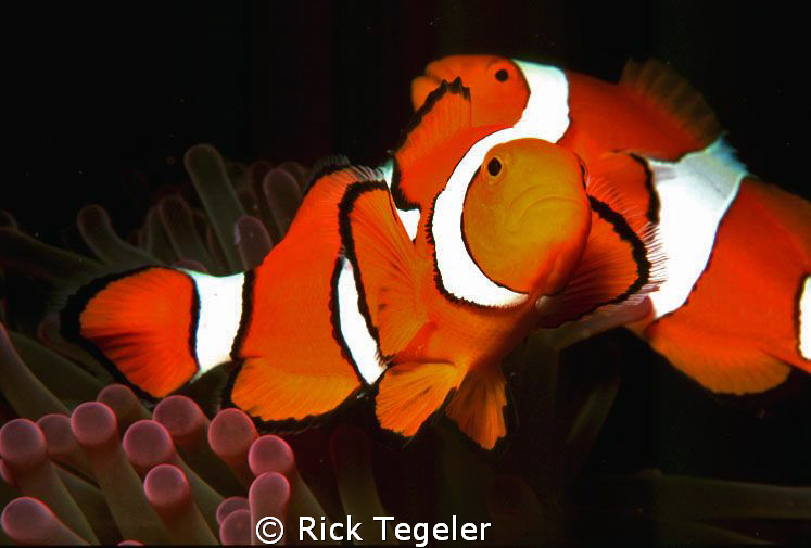 Twin NEMOS. by Rick Tegeler 