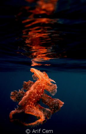 Melibe fimbriata by Arif Cem 