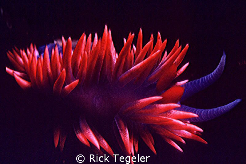 Hermissinda. by Rick Tegeler 