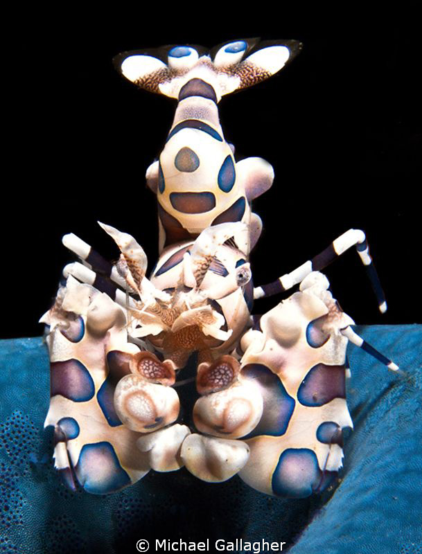 Harlequin Shrimp claiming a starfish, Indonesia by Michael Gallagher 
