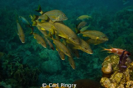 Blue striped grunts.  Roatan, 2011 by Carl Pingry 