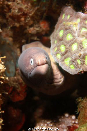 Eel.  I can't help but think that he looks like a grumpy ... by Elizabeth Ehrlich 