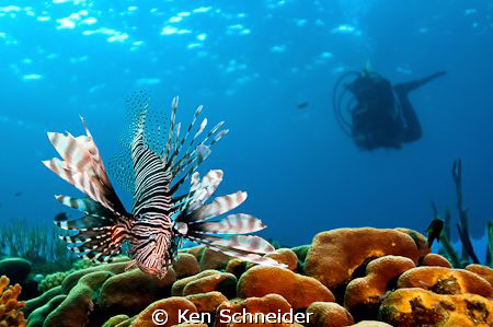 We were finishing our dive; as we turned to swim to our e... by Ken Schneider 
