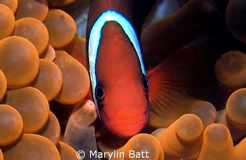 Clown in unusual red anemone by Marylin Batt 