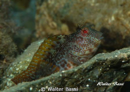 bavosa cornuta by Walter Bassi 