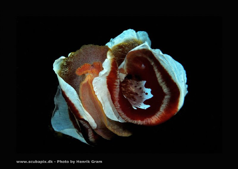 Spanish Dancer in the night by Henrik Gram Rasmussen 