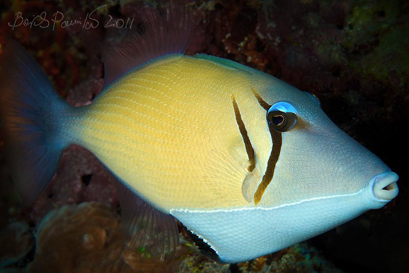 Boomerang triggerfish in Maamigili Beyru - South Ari Atol... by Boris Pamikov 