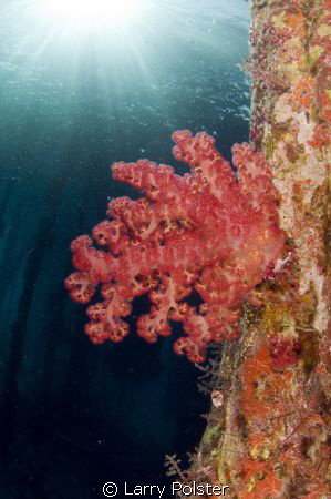 Soft coral under the pearl farm jetty, Raja Ampat by Larry Polster 