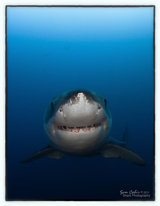 'Shaggy'.  This 4m Great White cruised in while we were d... by Sam Cahir 