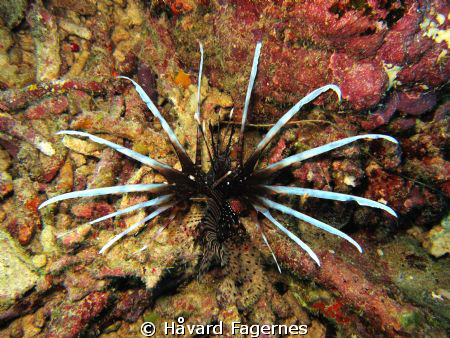 Lionfish by Håvard Fagernes 