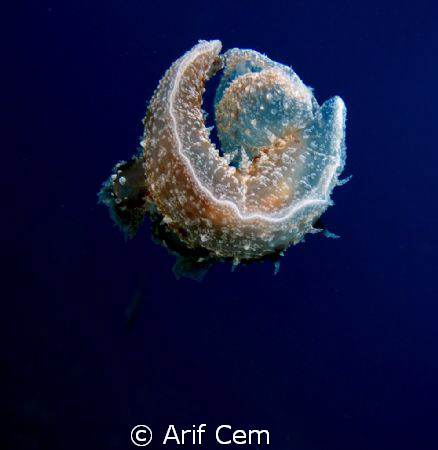 Melibe: this photograph taken by arif cem in natural zone... by Arif Cem 