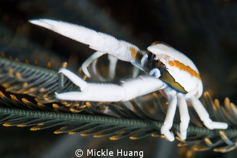 GIVE ME A HUG
Elegant squat lobster
Seraya Bali by Mickle Huang 