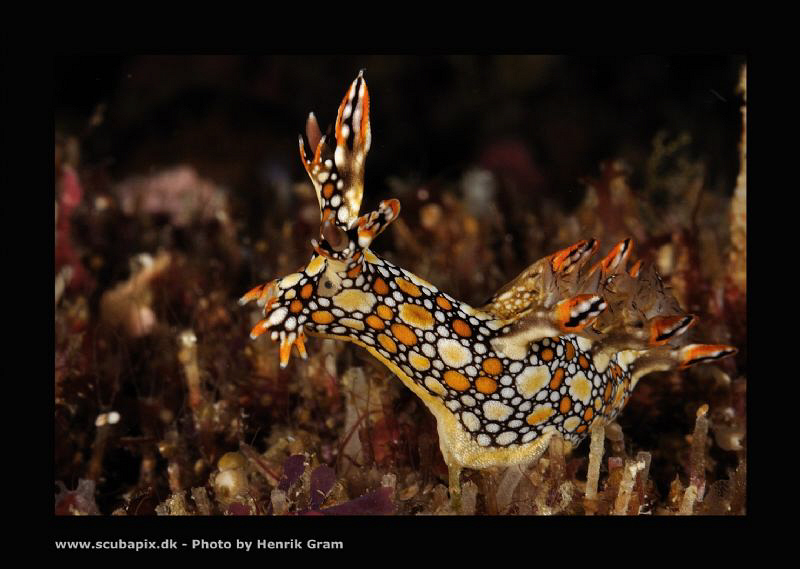 Nudie taking a "stroll" by Henrik Gram Rasmussen 