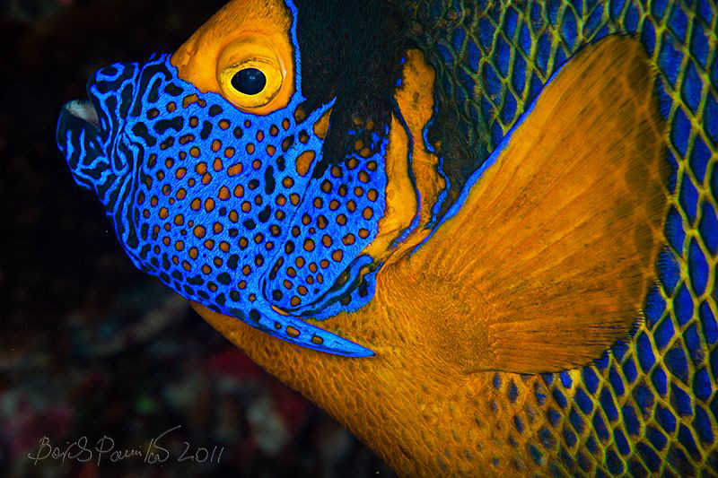 Yellowmask Angelfish / Blueface Angelfish
Digga Thila - ... by Boris Pamikov 