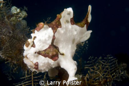 Frogs everywhere, diving off Gangga Island by Larry Polster 