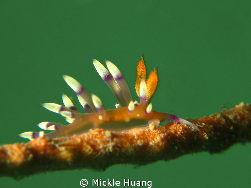 CHRYSTAL
Nudibranch_Flabellina exoptata 
Northeast Coas... by Mickle Huang 