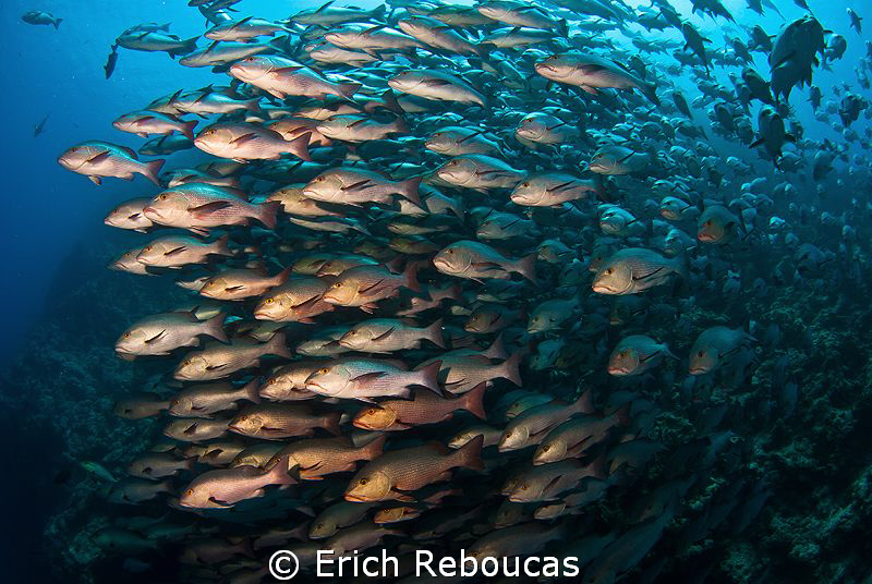 Snapper spawning by Erich Reboucas 