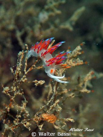cratena peregrina by Walter Bassi 
