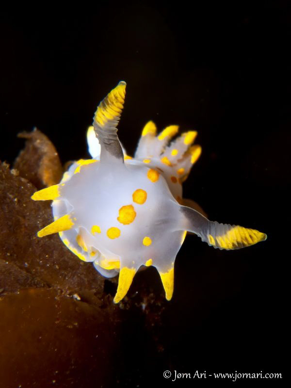Polycera quadrilineata by Jorn Ari 