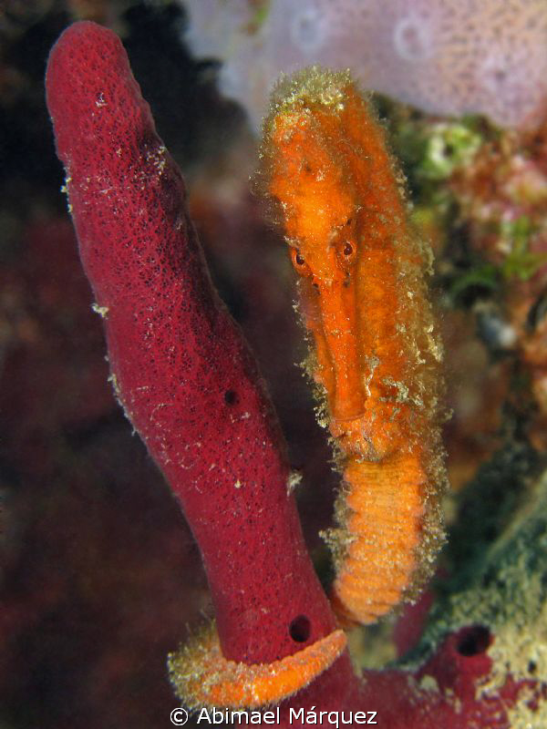 Orange Seahorse by Abimael Márquez 