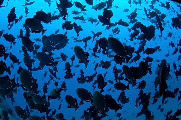 Black Durgon soup by Paul Colley 