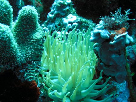 anemones Cozumel Chankanaab Shallow
1st time using camer... by Dominic West 