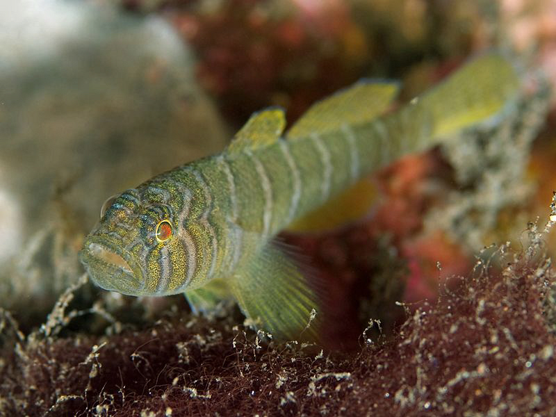 Convict Goby, Tulamben by Doug Anderson 