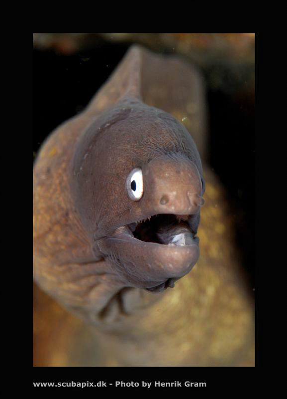 Peppered Moray Eel by Henrik Gram Rasmussen 