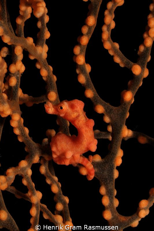 Denise Pygmy Seahorse by Henrik Gram Rasmussen 