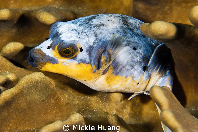 COZY BED
Sharpnose Puffer
Palau by Mickle Huang 