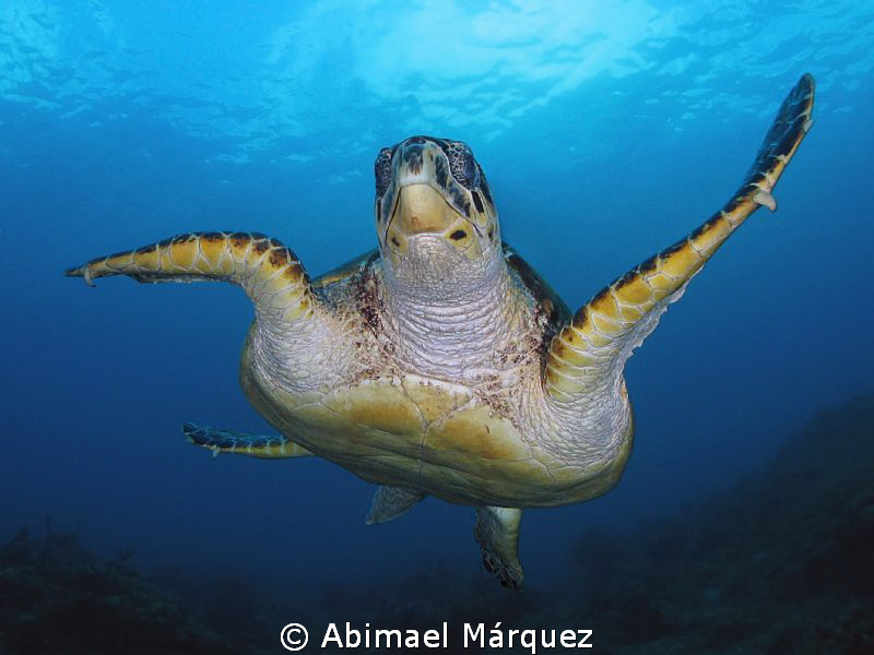 The turtle flight by Abimael Márquez 