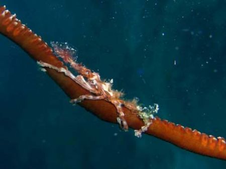 Little crab on black coral.
Perhentian island.
C-5050 w... by Erika Antoniazzo 