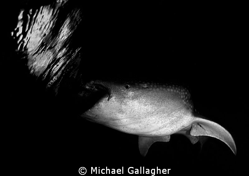 Whale shark feeding at night, Djibouti by Michael Gallagher 