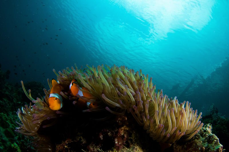 Anemone with fish and snorkeling boat on the surface.  D3... by Richard Witmer 